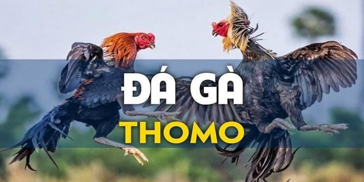 Sảnh Cược Đá Gà Thomo Tại PG66