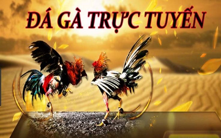 Sảnh Cược Đá Gà Thomo Tại PG66