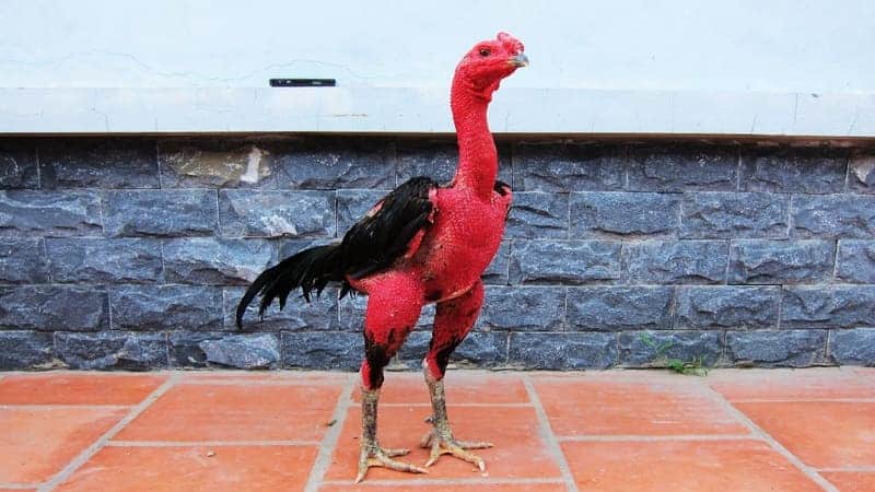 Các Giống Gà Chọi Việt - Gà Đòn Bắc Giang
